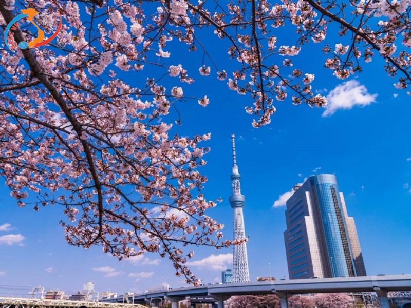 TOUR NHẬT BẢN - NARITA – TOKYO – FUJI –  NAGOYA – KANSAI (Tháng 1)